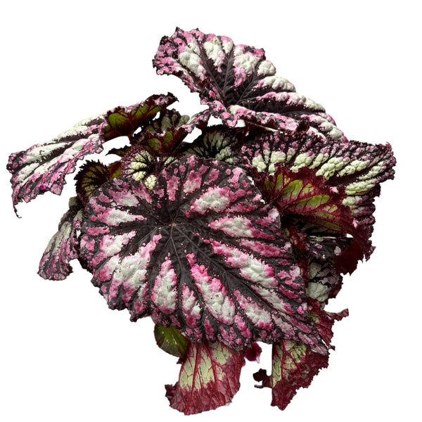 Begonia 'Nordic Glacier' 2-3 plants/pot