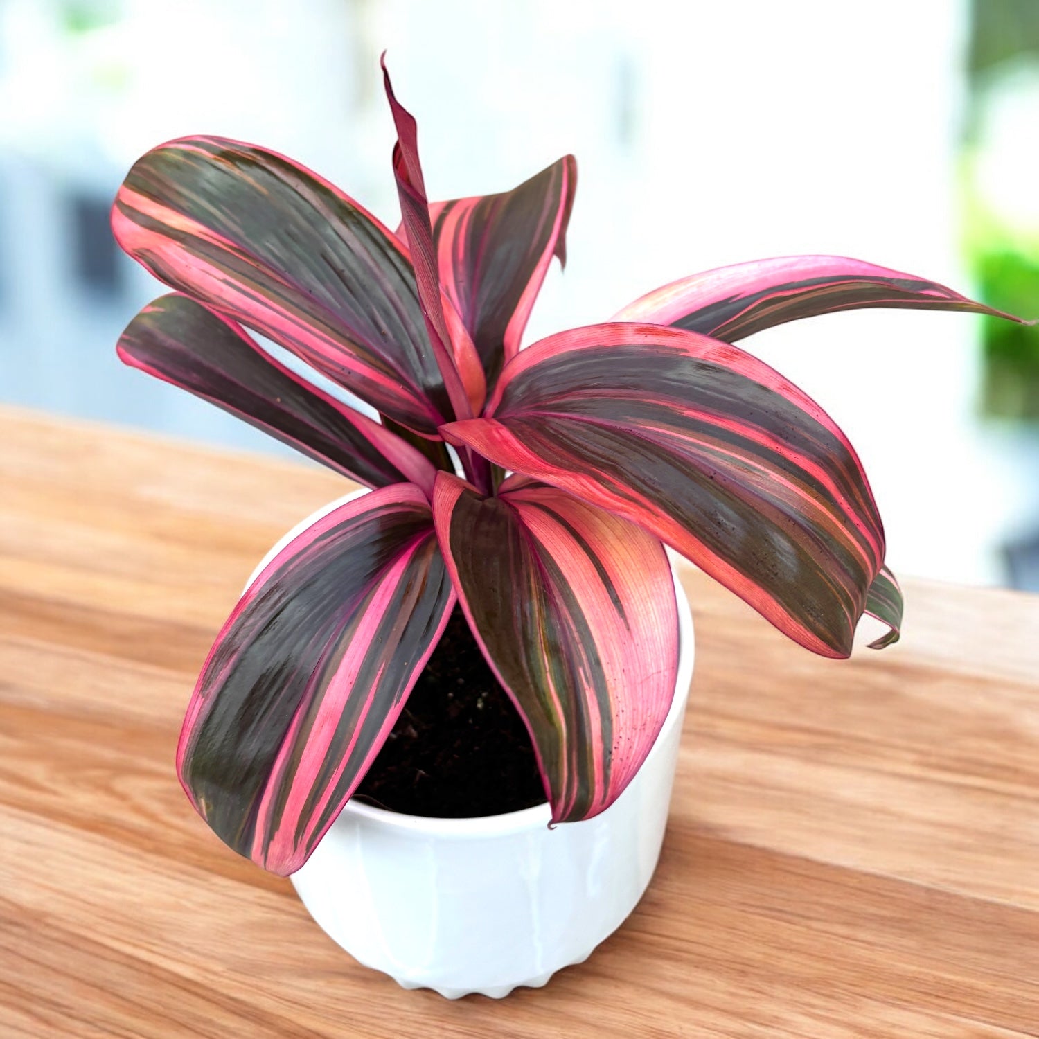 Cordyline ‘Strawberry Queen’ – planta tropicala cu frunzis roz vibrant si aspect exotic