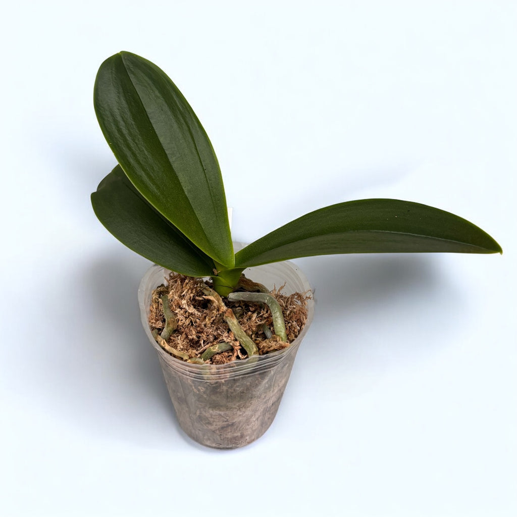 Phalaenopsis Miki Splash Butterfly (pelorik)