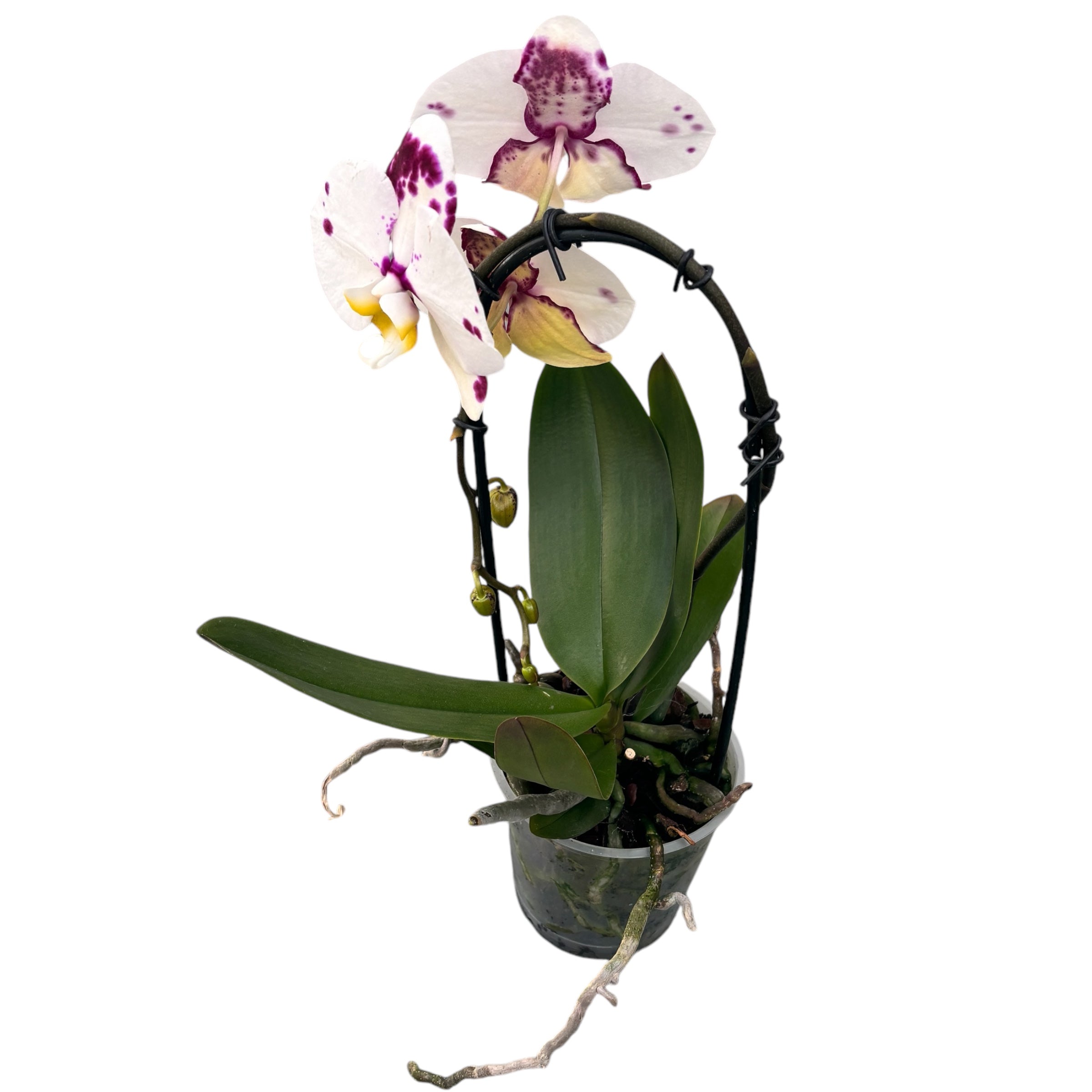 Phalaenopsis Kellion (flori XL)