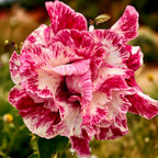 Адениум обесум 'Уолц'