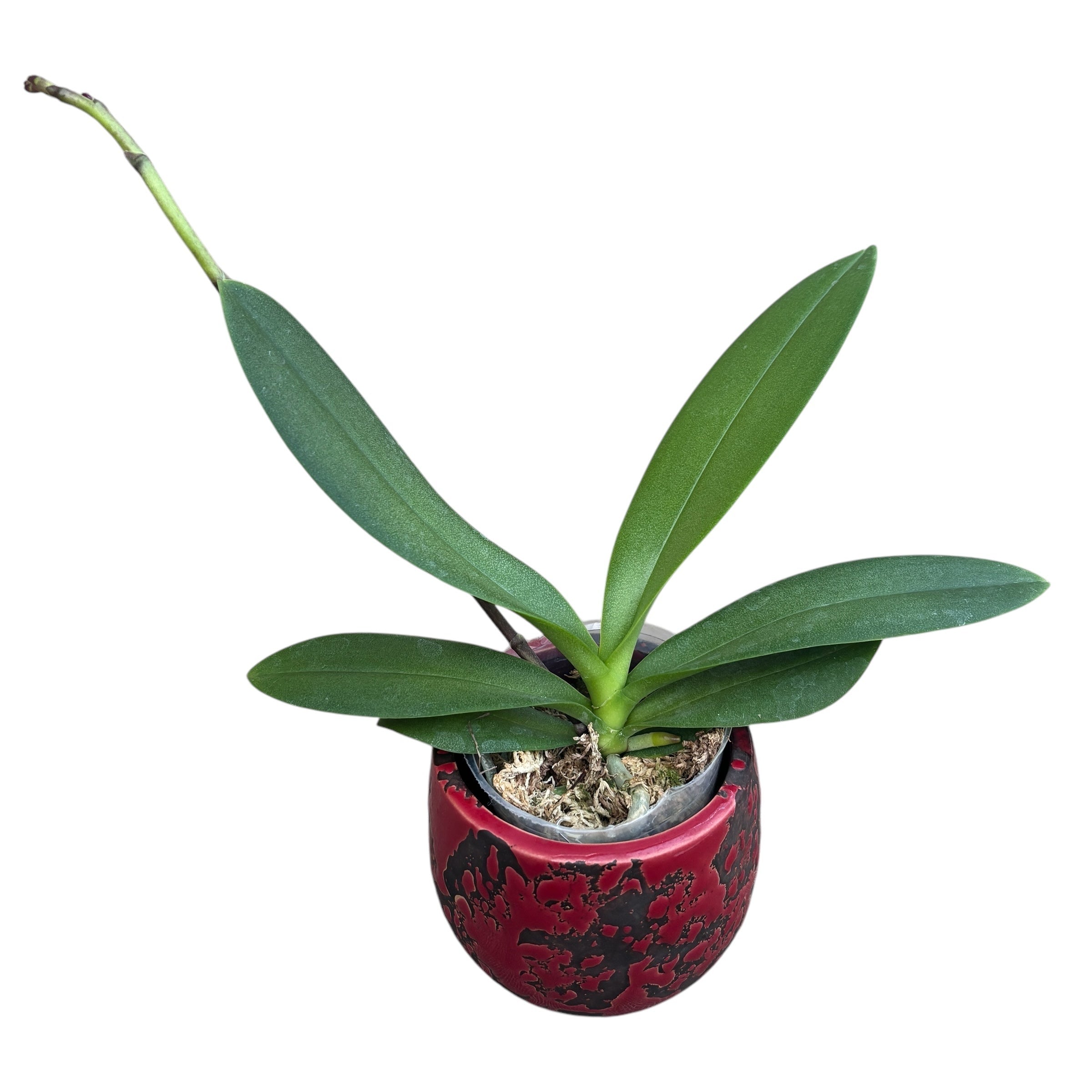 Phalaenopsis Pico Brother Sweetheart (peloric) – Secret Garden
