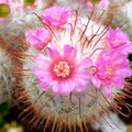 Mammillaria bombycina - cactus “pufos” de colectie, cu flori roz-magenta spectaculoase