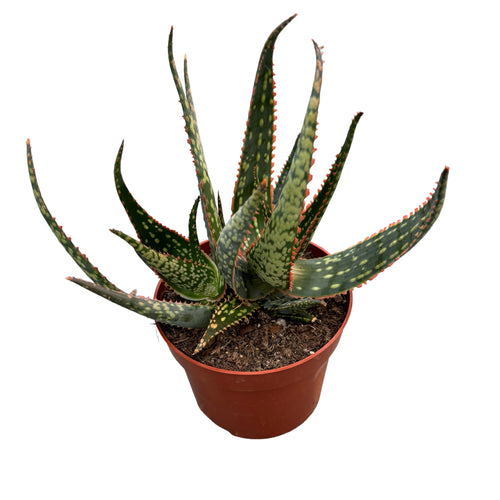 Aloe carola D12 – Secret Garden Plant Shop