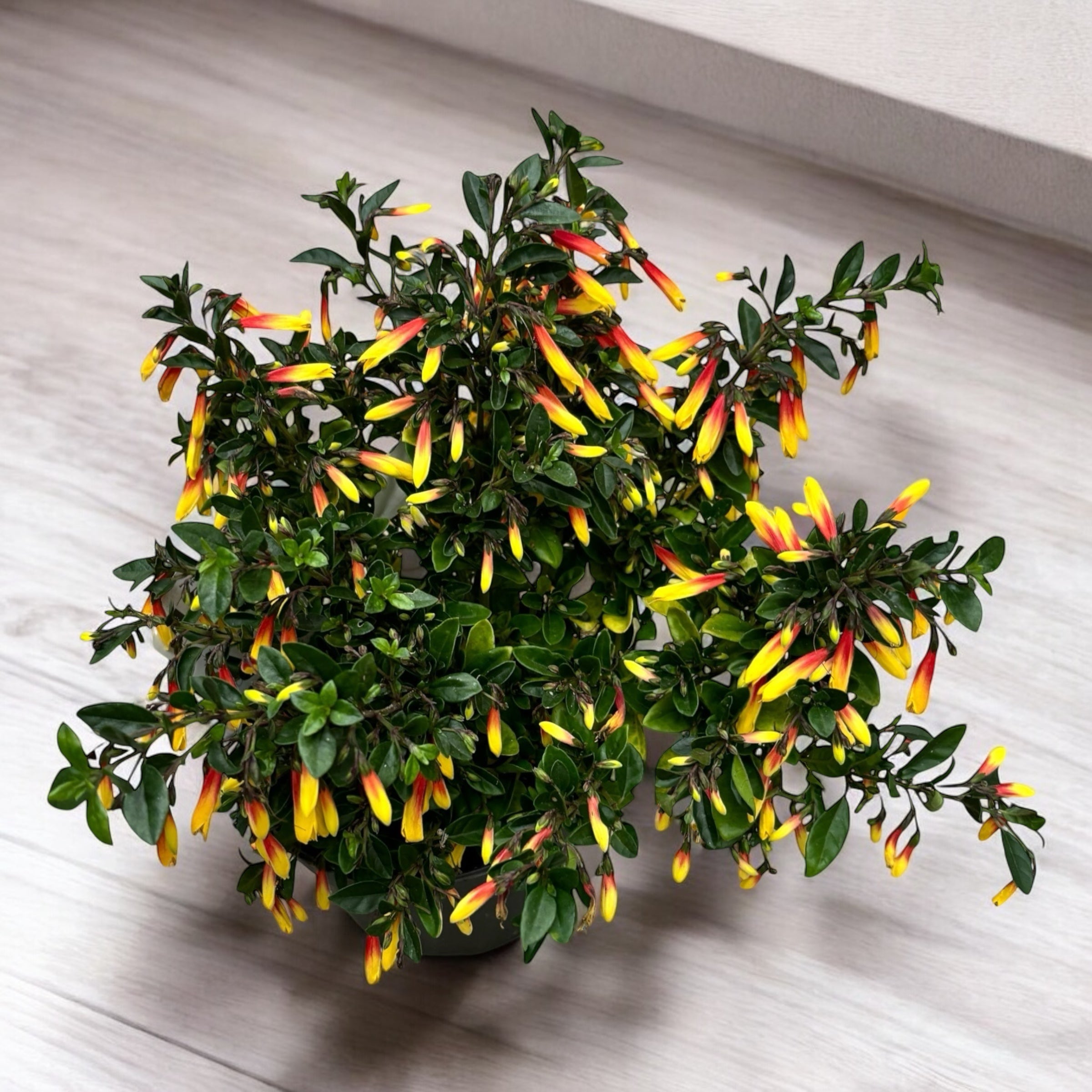 Jacobinia pauciflora (Iacobinia) - fara flori