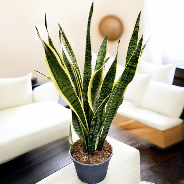 Sansevieria laurentii D19