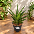 Sansevieria cylindrica ‘Pineapple’ - Compact Sansevieria with a rosette growth habit