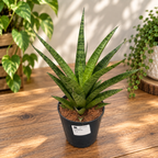 Sansevieria cylindrica ‘Pineapple’ - Compact Sansevieria with a rosette growth habit