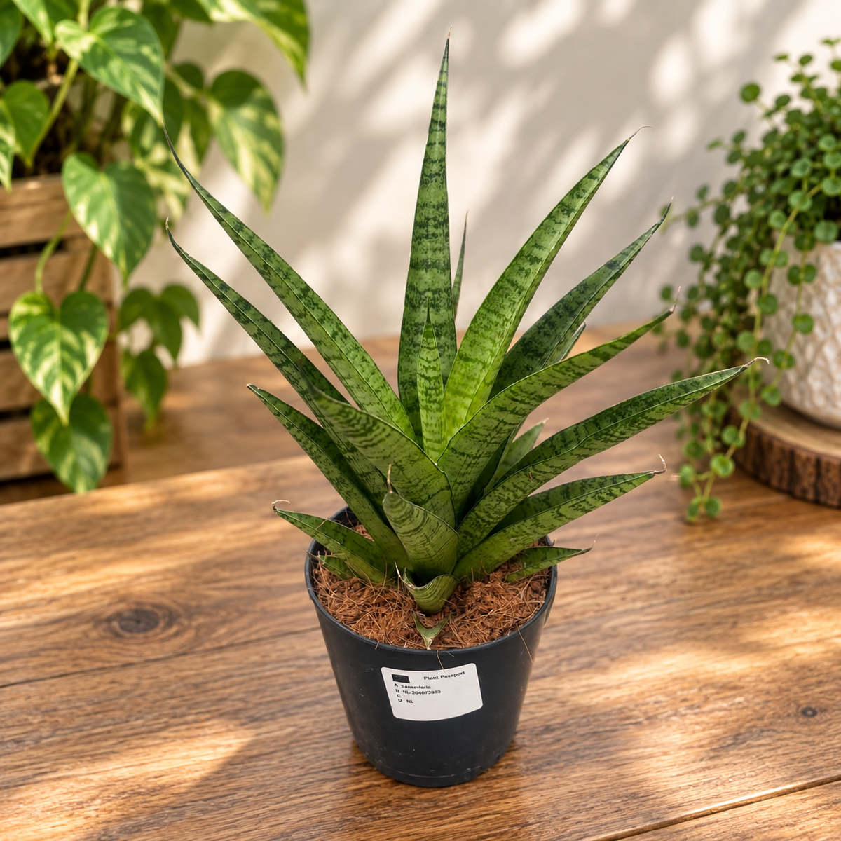 Sansevieria cylindrica 'Ananas'
