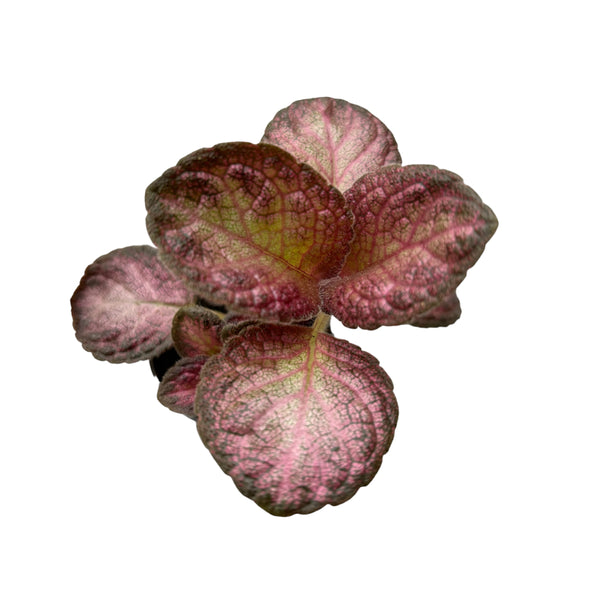 Episcia Malayan Gem (Babypflanze)