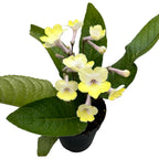 Streptocarpus ‘Alissa’