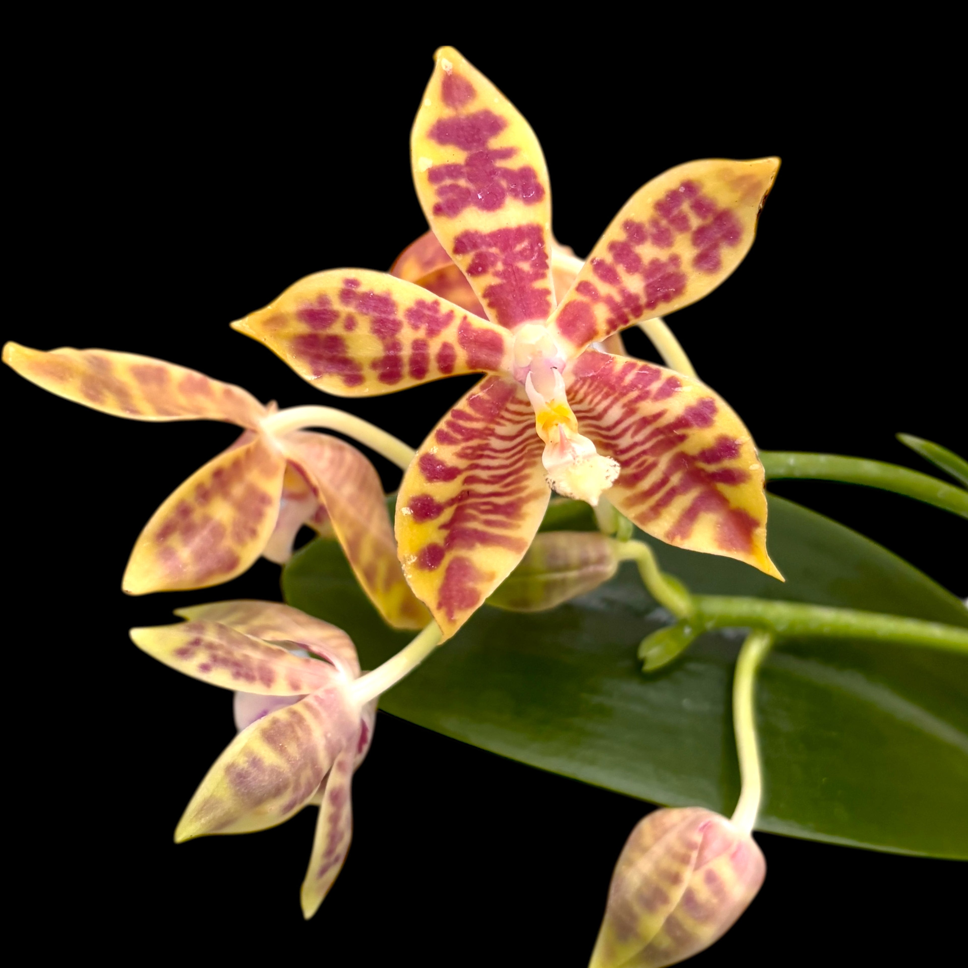 Phalaenopsis Almanis (mannii × tetraspis)