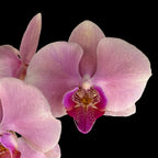 Phalaenopsis Perfect Peach