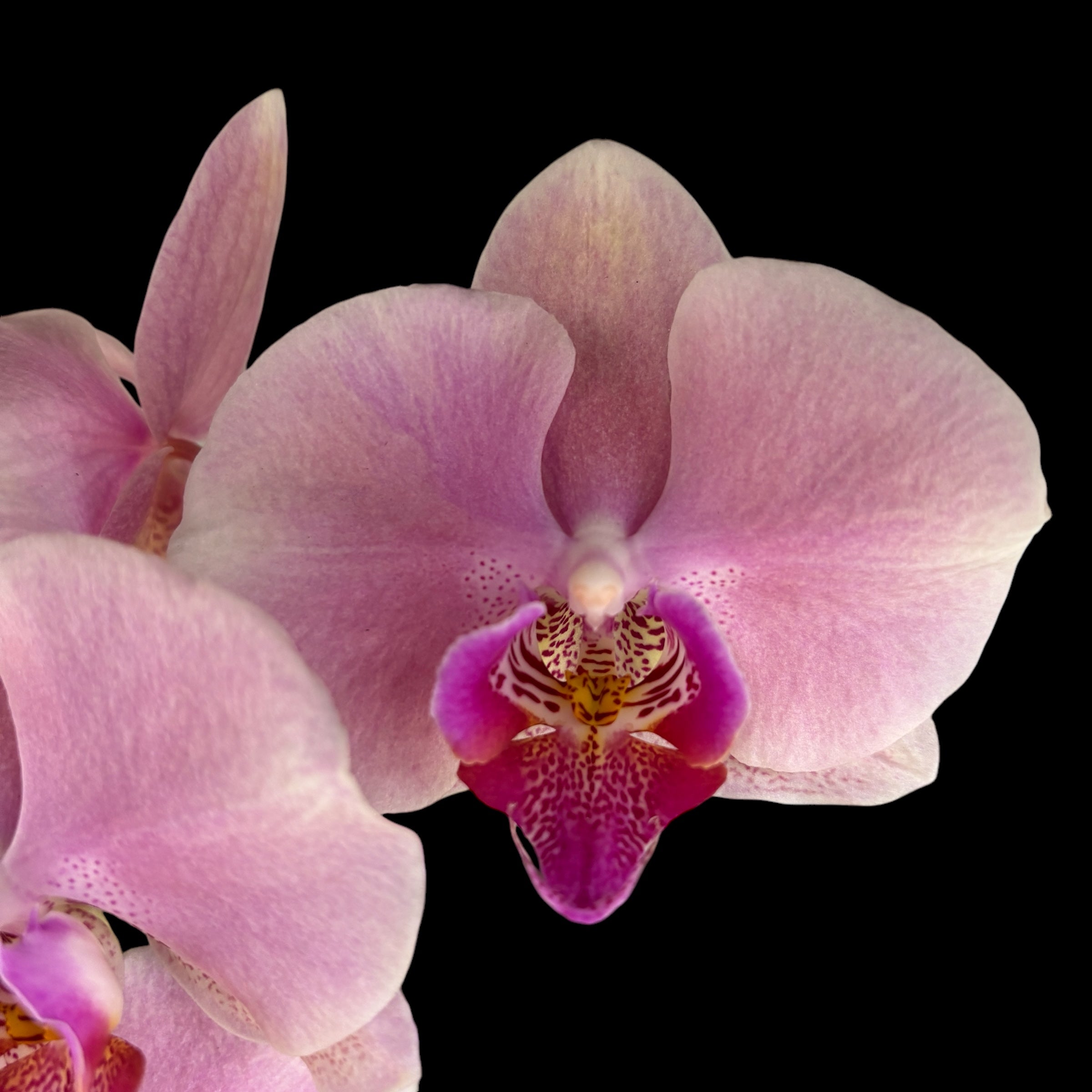 Phalaenopsis Perfect Peach