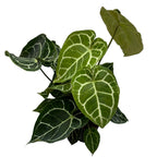 Anthurium crystallinum D12 - kifejlett példányok