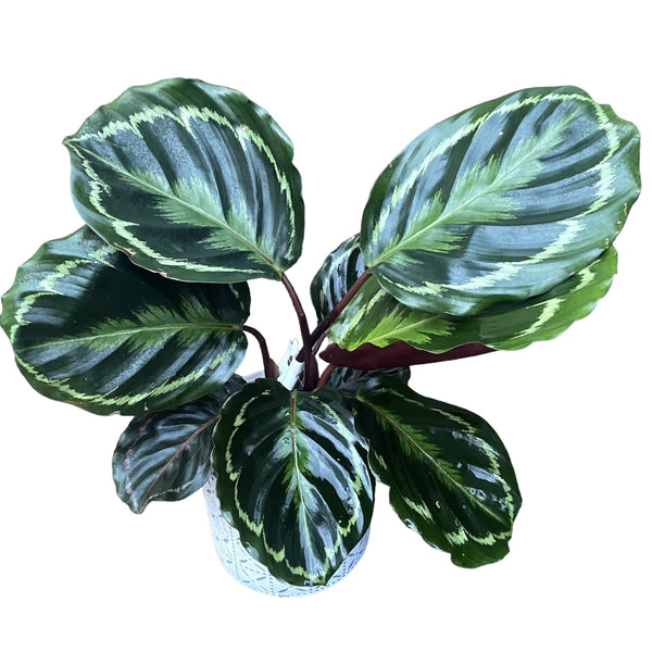 Calathea-Medaillon - Pfauenpflanze