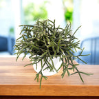 Rhipsalis pilocarpa