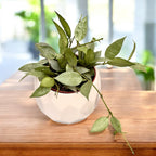 Hoya lacunosa 'Mint' D9 (Long Leaves) 2-3 plante/pot