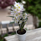Dendrobium Spring Dream Pandora