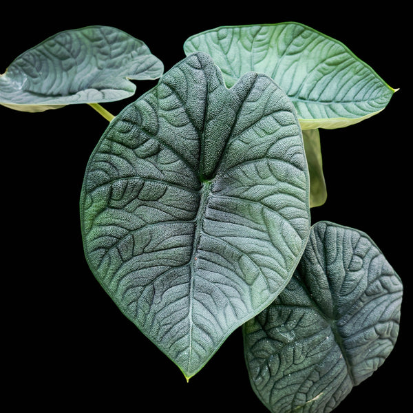 Alocasia Melo (Rugosa)