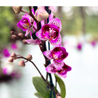 Phalaenopsis Formosa Cranberry 'Wilson' - pelorique (feuilles argentées)