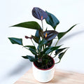 Anthurium ‘Perito Brown’