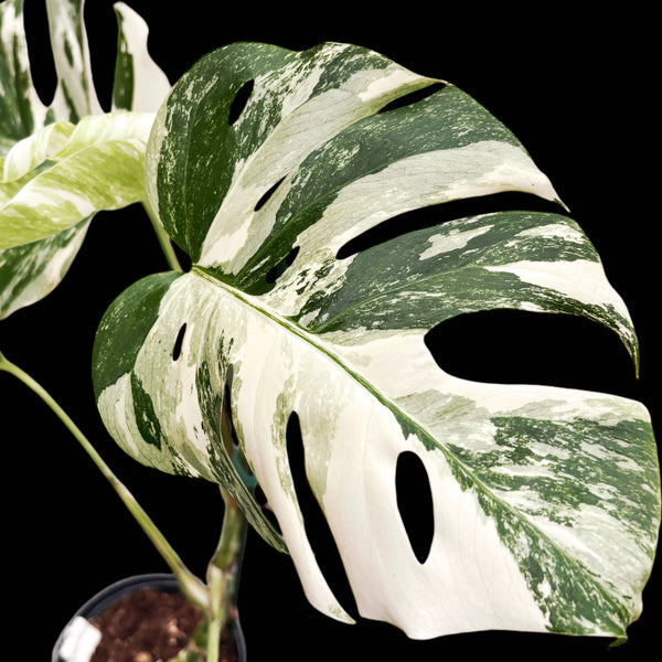 Monstera deliciosa 'Variegata' MDV-01