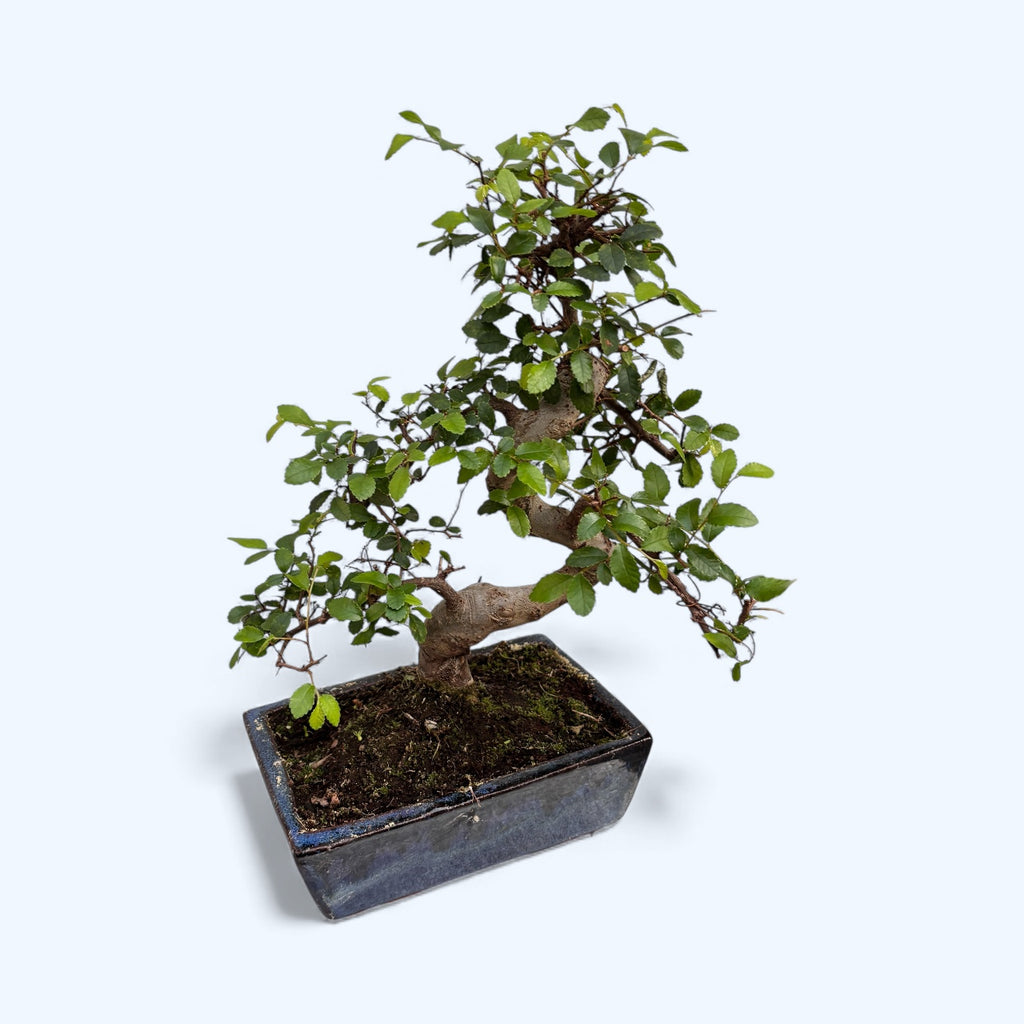 Bonsai Zelkova (Japanse Iep) vorm S
