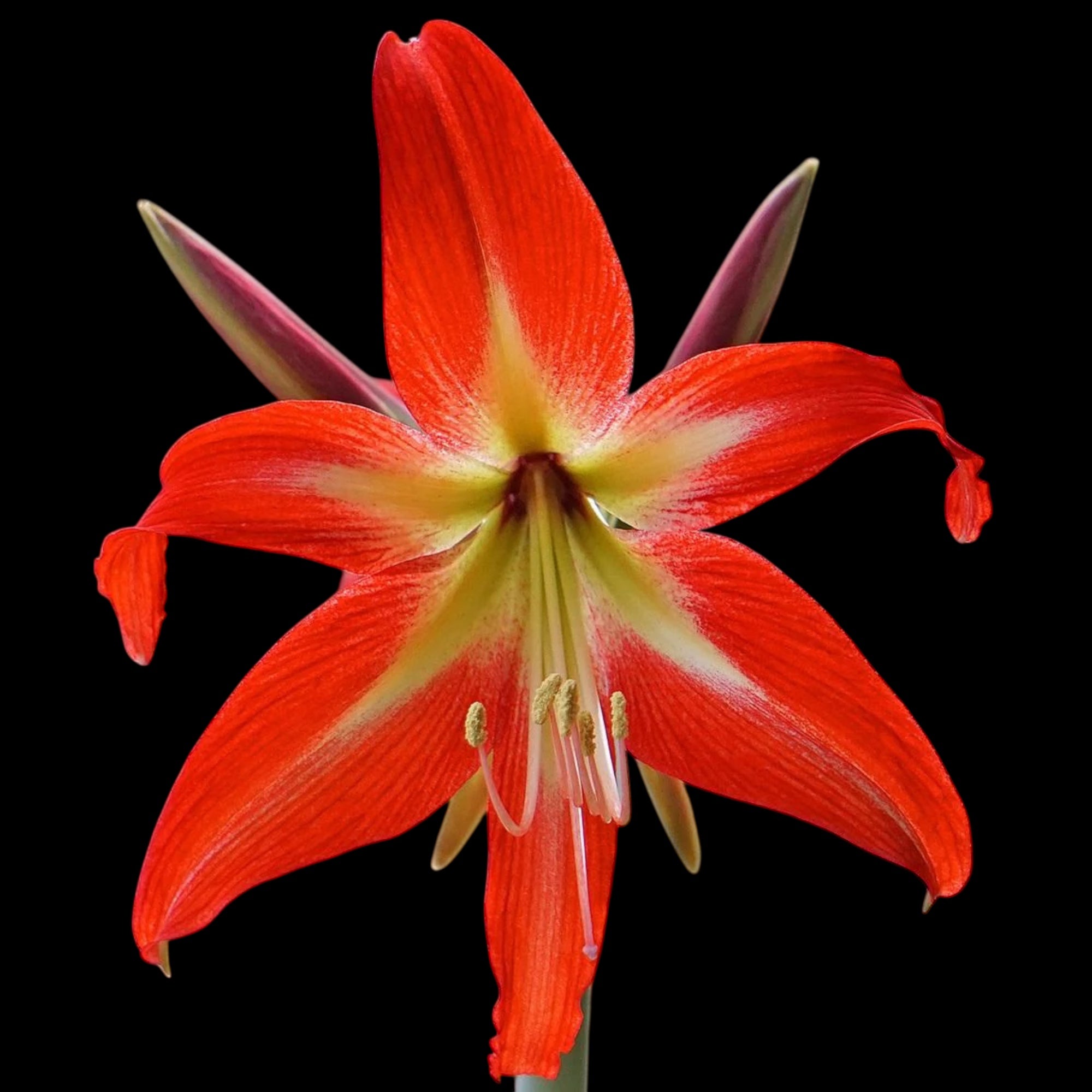 Amaryllis (Hippeastrum) – bulbs with spectacular flowers – Secret