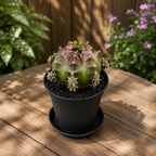 Gymnocalycium 'Purple Nebula' - cactus de colectie cu nuante violet