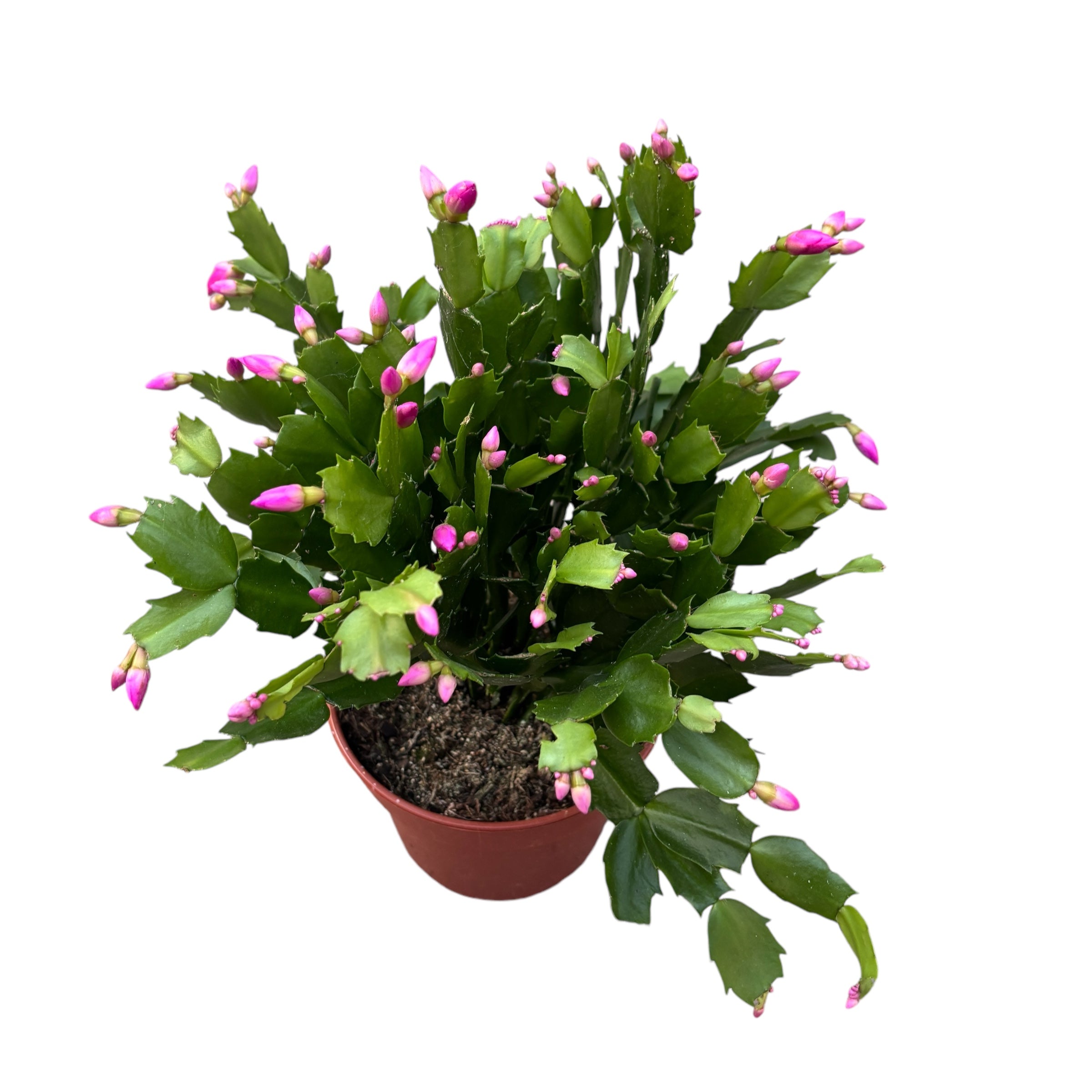 Schlumbergera Cyber Dancer (craciunita roz) - exemplare XL