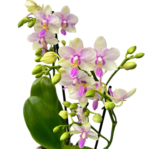 Phalaenopsis-Blütenglück