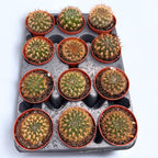 Weingartia Neocumingii