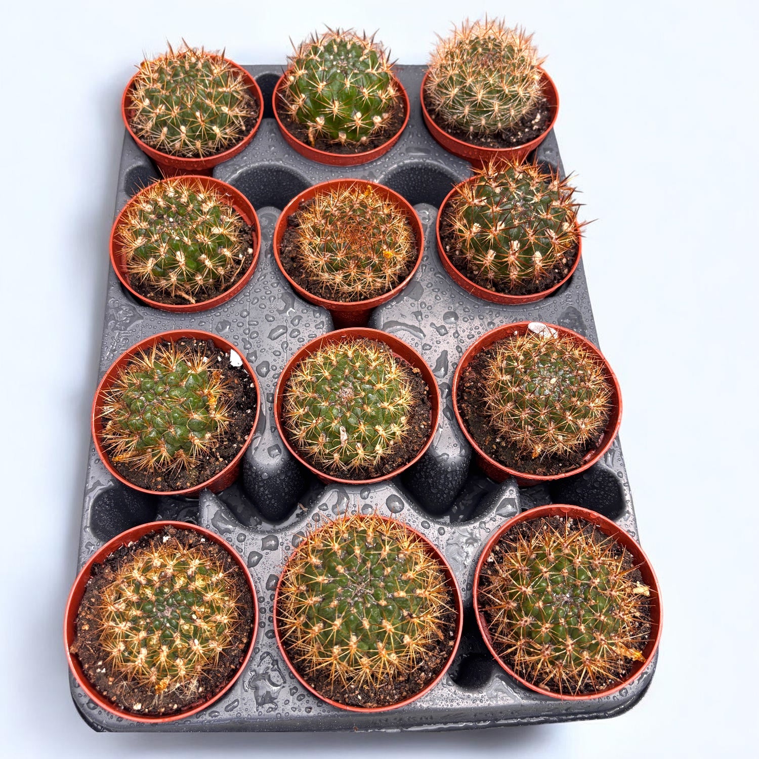 Weingartia Neocumingii