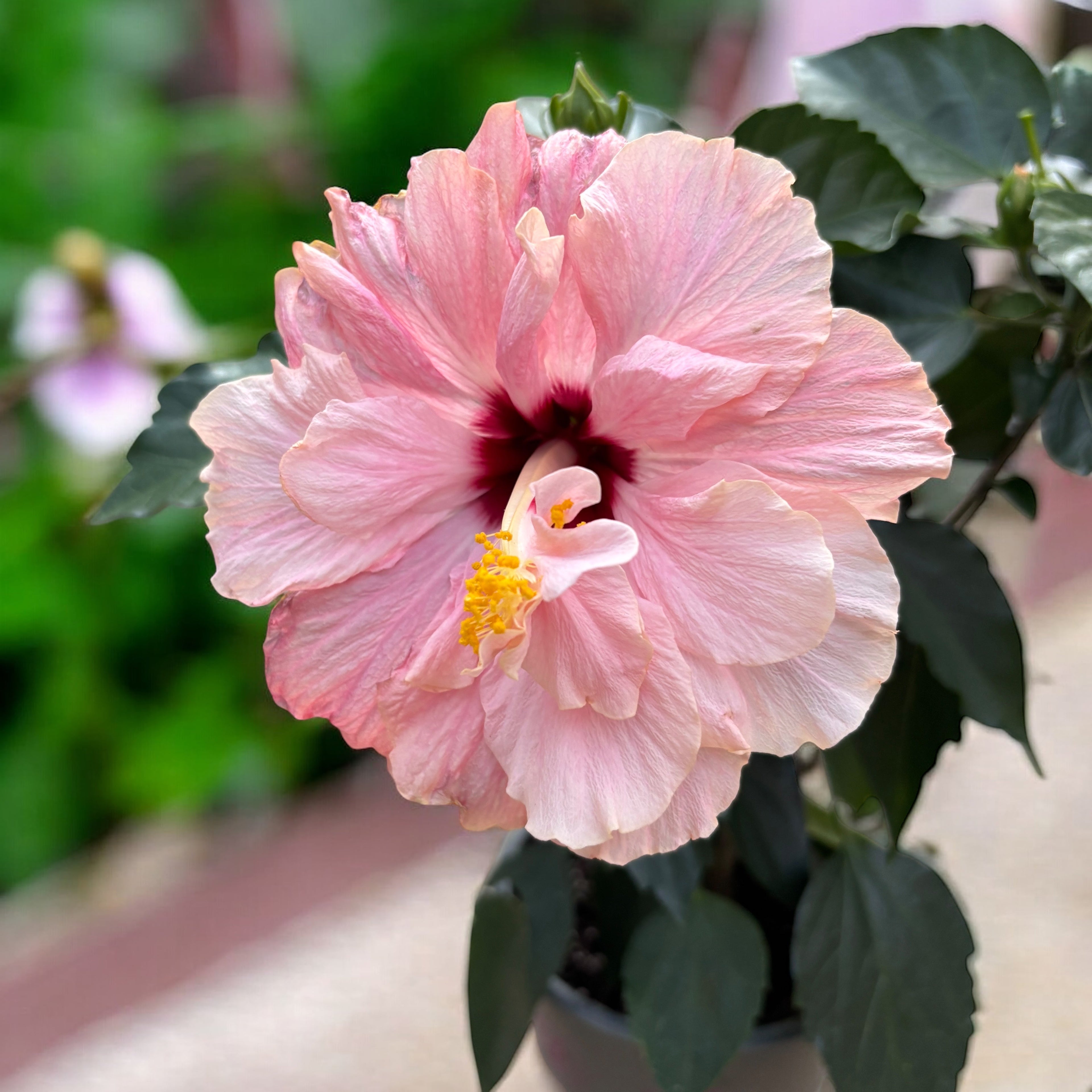 Hibiscus rosa-sinensis -Trandafir japonez cu floarea dubla (2 culori/ghiveci)