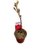 Paeonia lactiflora 'Karl Rosenfield'