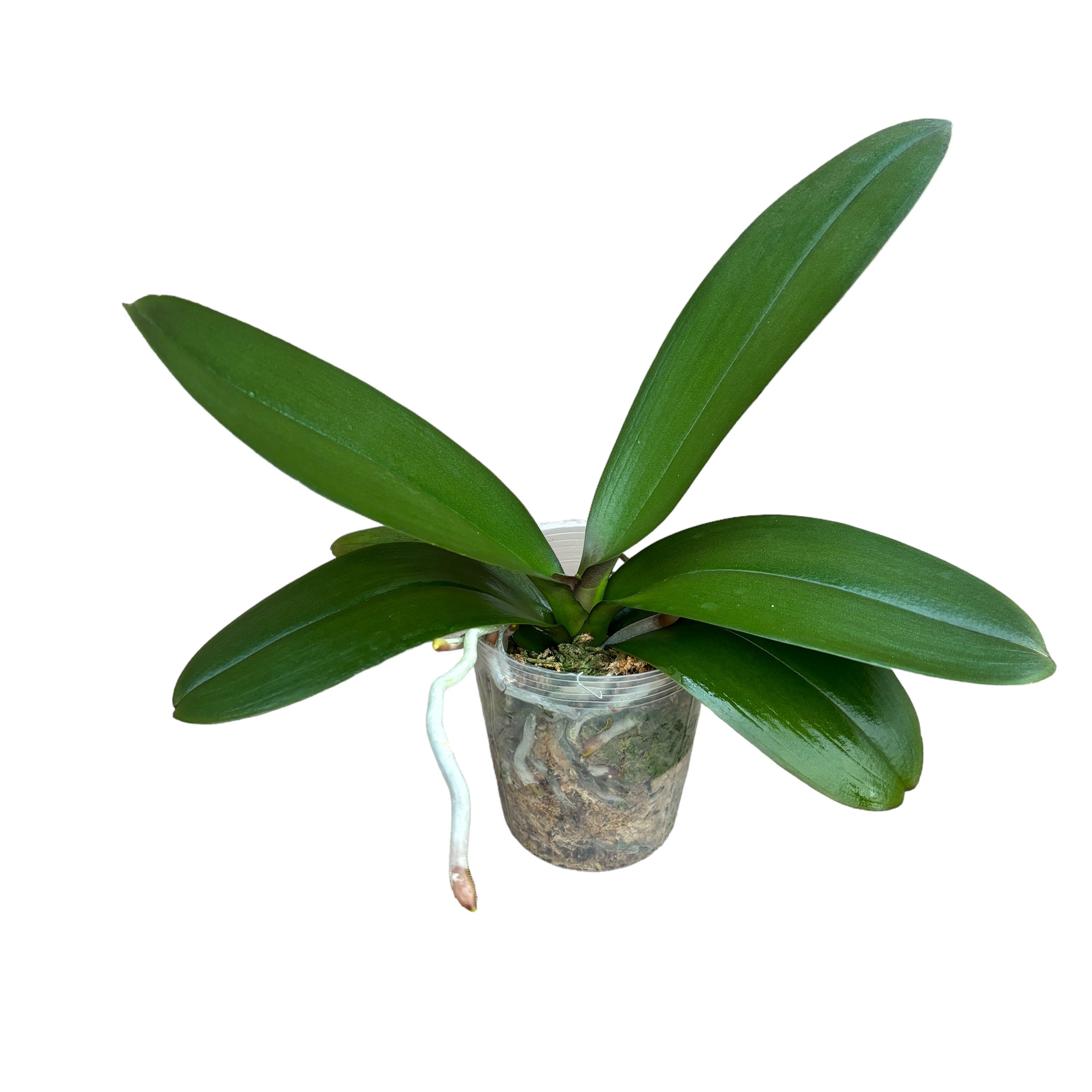 Phalaenopsis Younghome Lemon Yellow - big lip