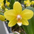 Phalaenopsis ‘Limited Yellow’