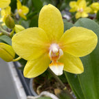 Phalaenopsis ‘Limited Yellow’