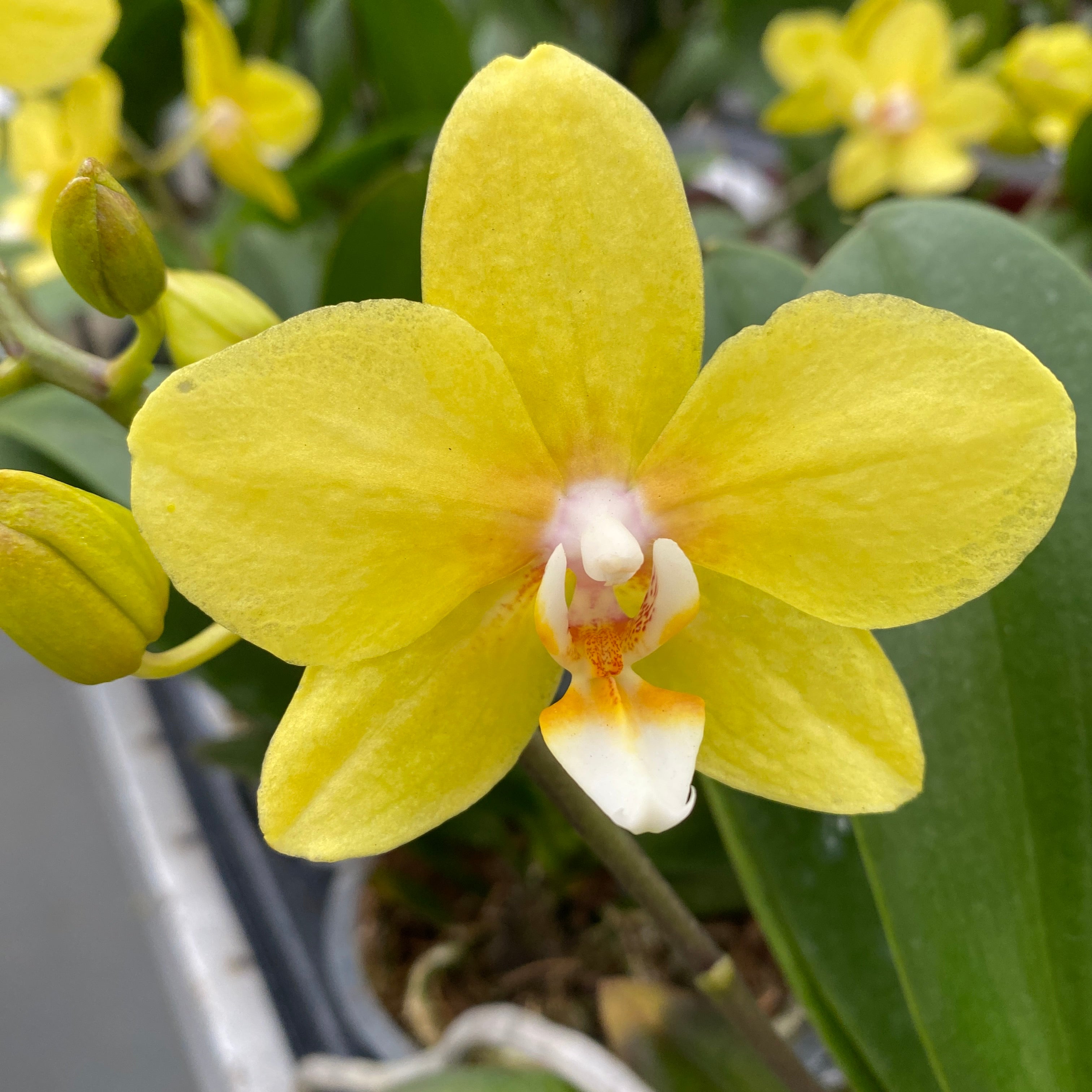 Phalaenopsis ‘Limited Yellow’