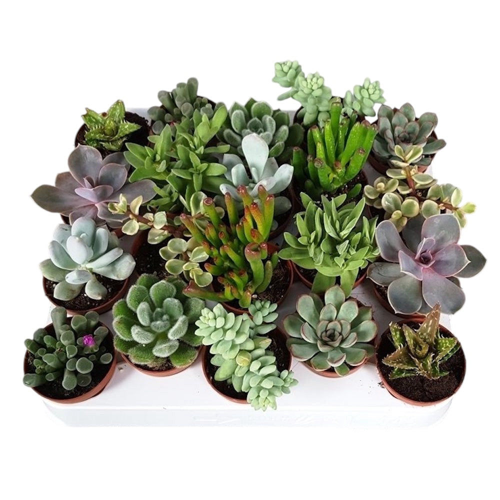 Plante suculente mini mix - set de 20 buc