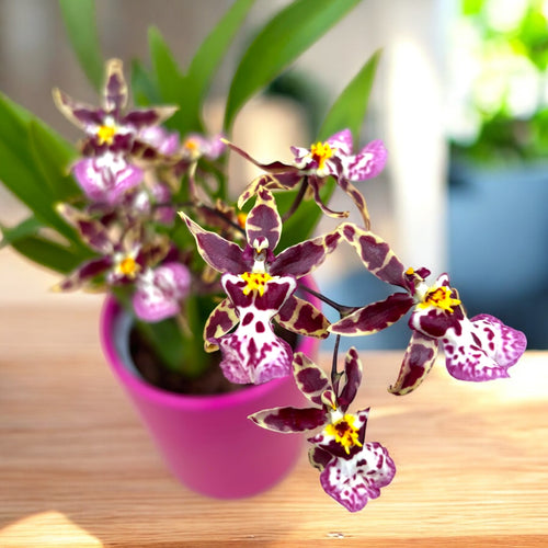 Oncidium (Cyrtocidium) Holm’s Wizard - pettyes - nagyon illatos!