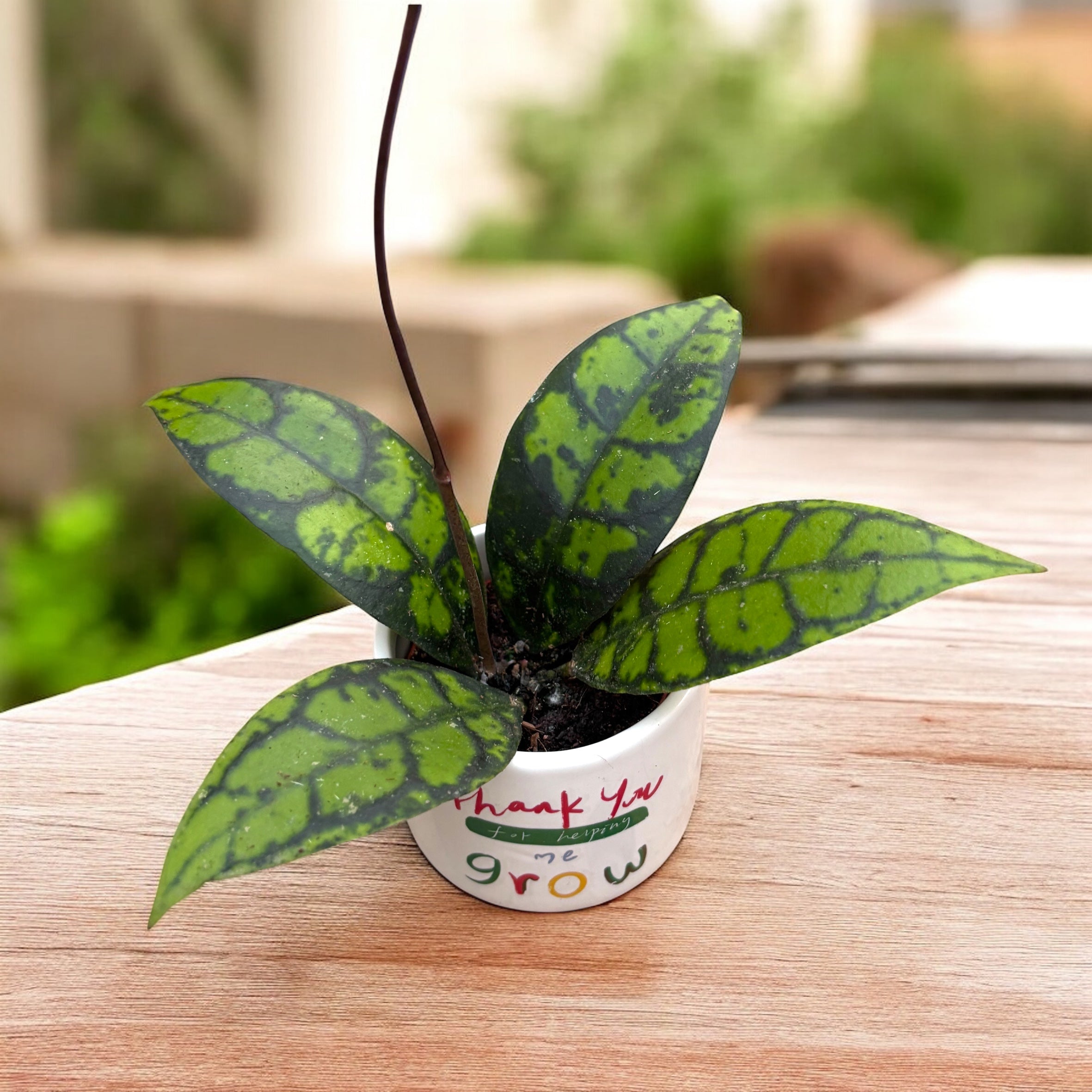 Hoya callistophylla 'Black Cat' – Secret Garden Plant Shop