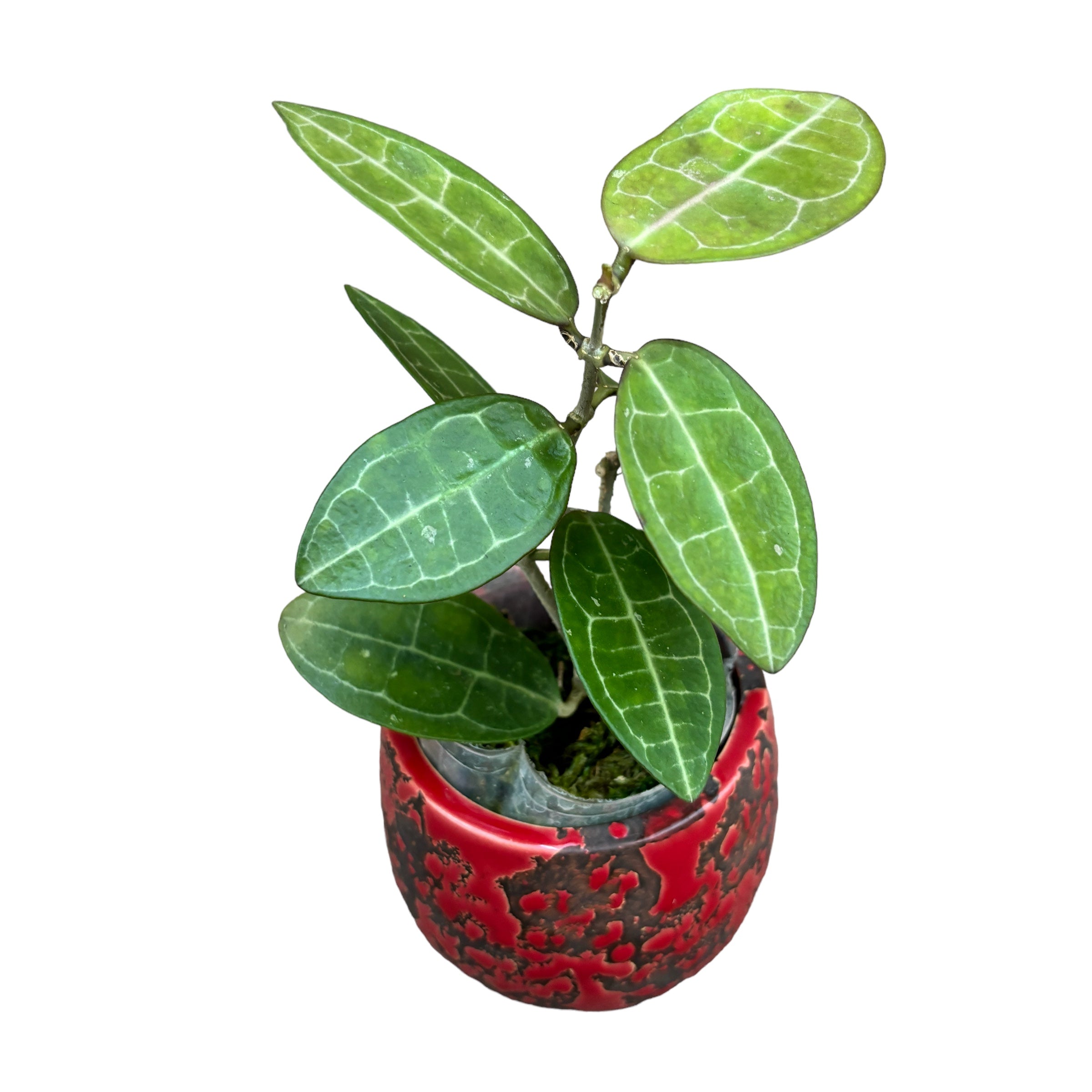 Hoya elliptica (Turtle Shell Hoya)