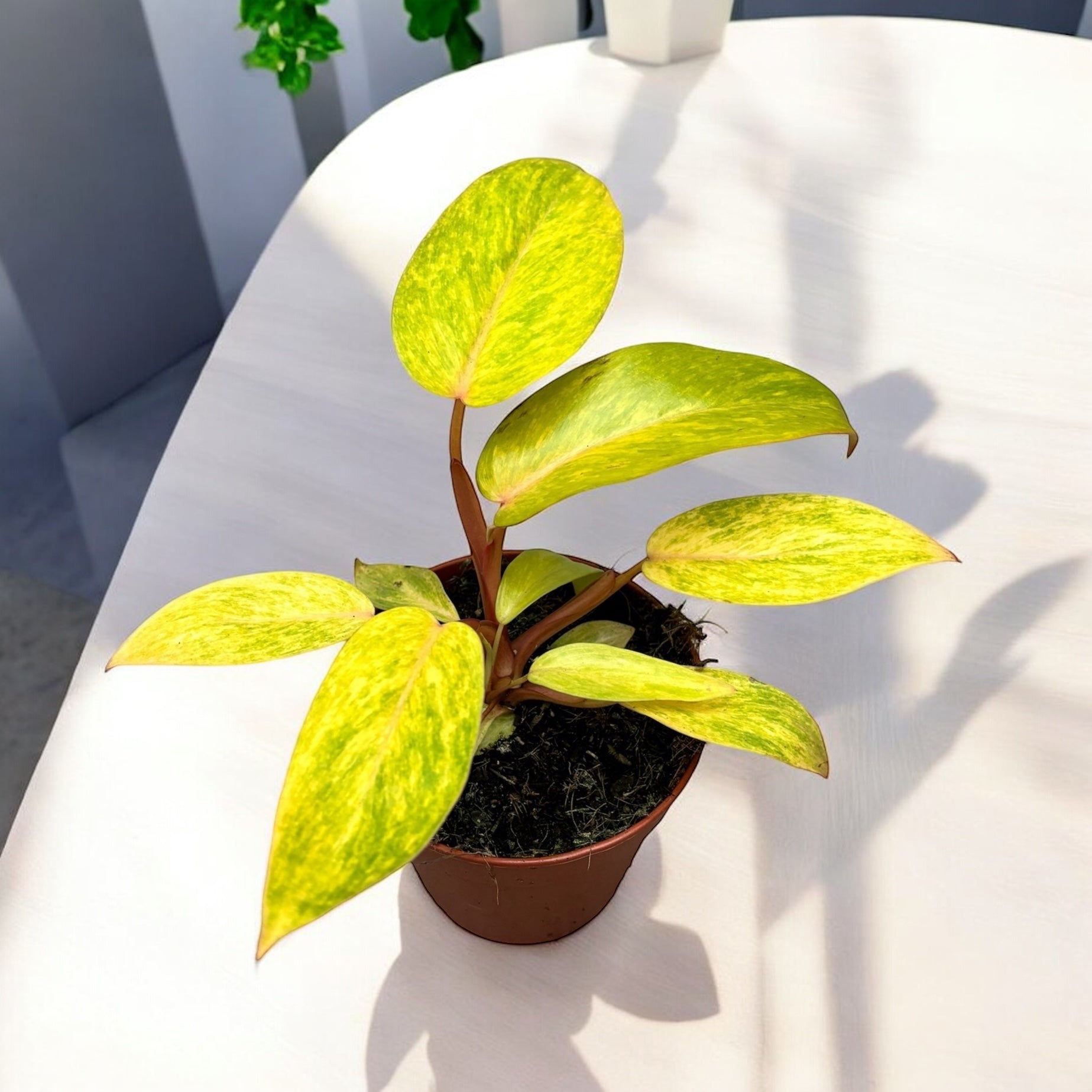 Philodendron 'Painted Lady' D12