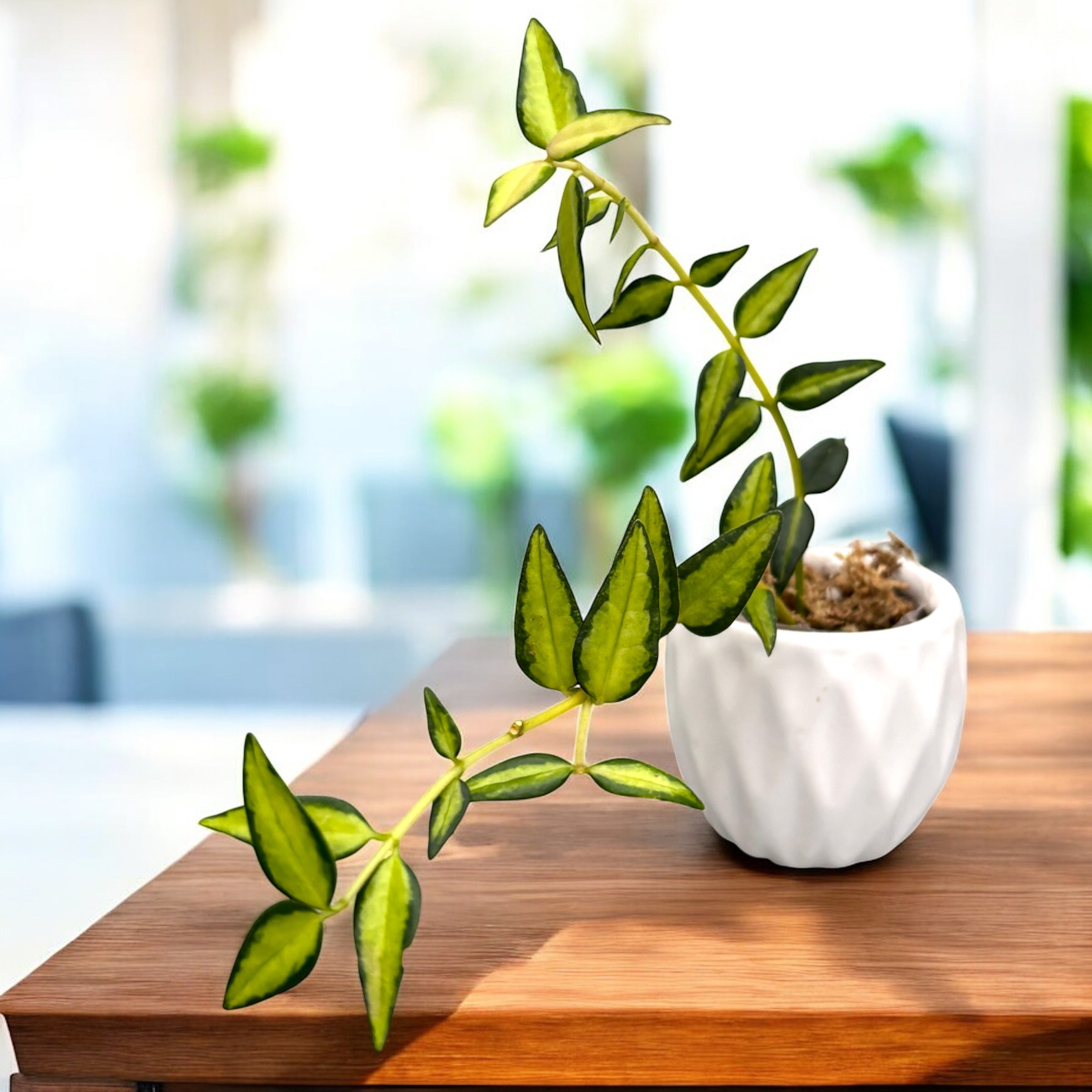 Hoya bella 'Lida Buis' (Variegata)