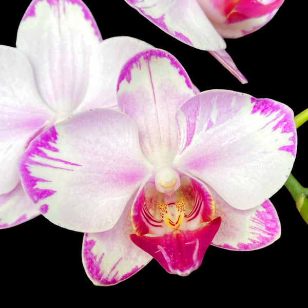 Phalaenopsis Fong Tiens Amapearl 'Cone Pearl CL913G'