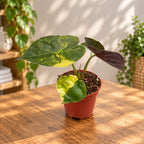Alocasia wentii 'Aurea'