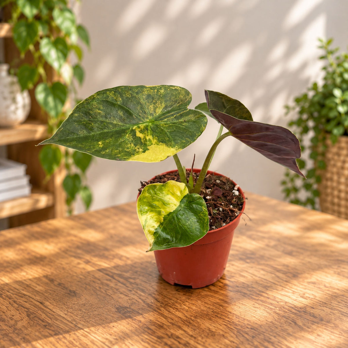 Alocasia wentii „Aurea“
