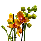 Phalaenopsis Lioulin Oranje D12 - pelorische en geurige bloemen